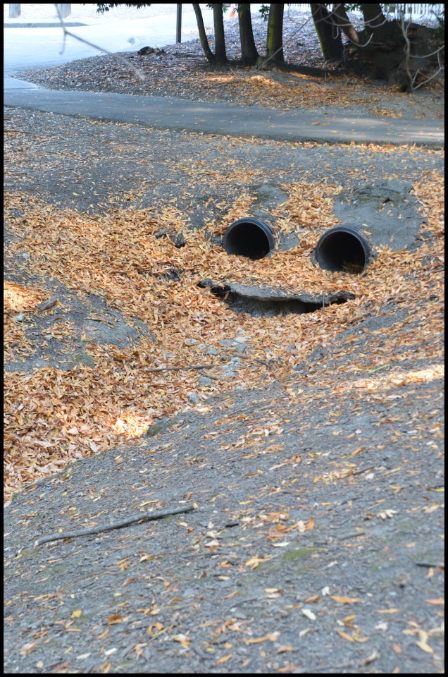 (8.jpg