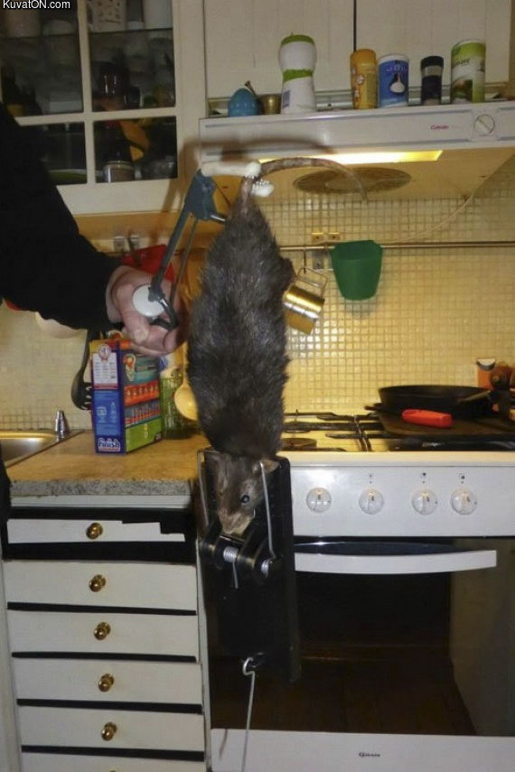 16_inch_rat_found_in_swedish_kitchen.jpg
