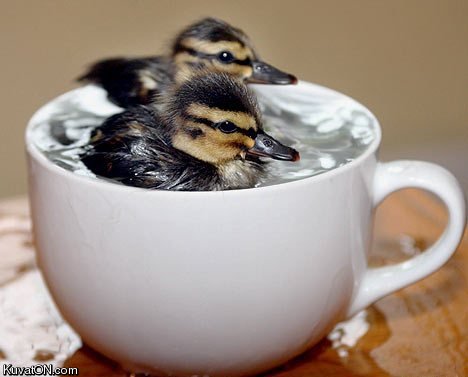 2_ducks_1_cup.jpg