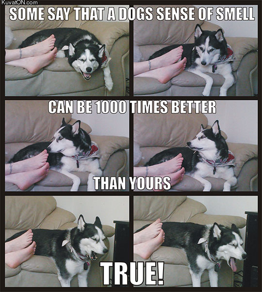 a_dog_s_sense_of_smell.jpg