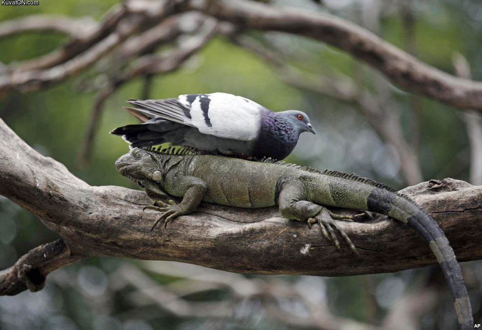 a_pigeon_rests_on_a_wild_iguana_in_a_tree_inside_seminario_park_in_guayaquil_ecuador.jpg