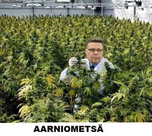 aarniometsa.jpg