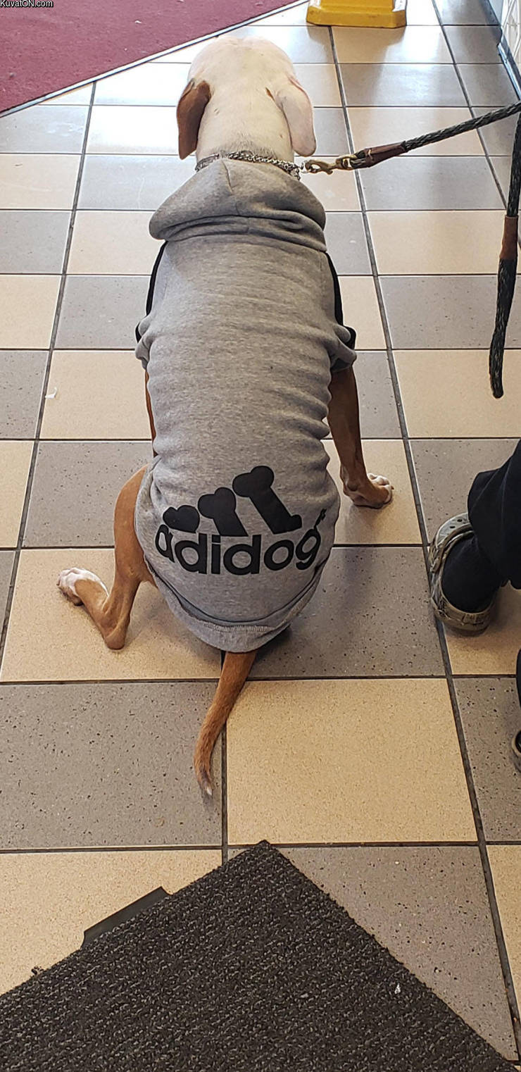 adidog.jpg