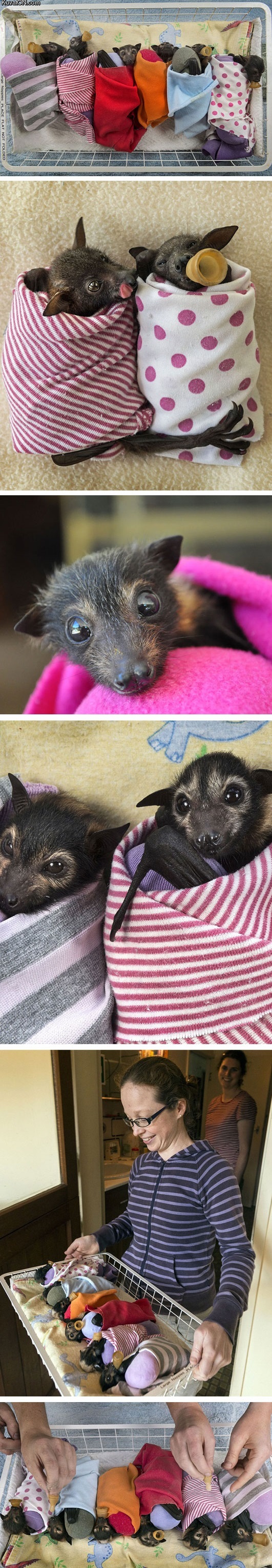 adorable_little_bats.jpg