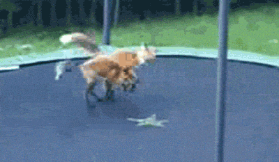 adorable_playing_foxes.gif