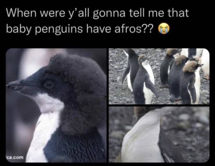afropenguins.jpg