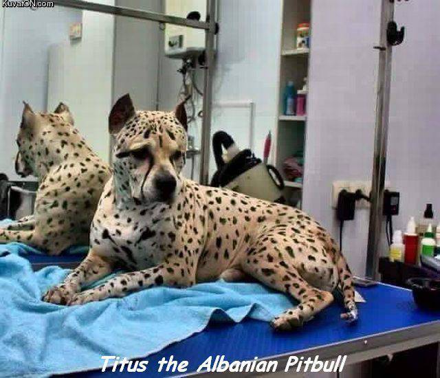 albanian_pitbull.jpg