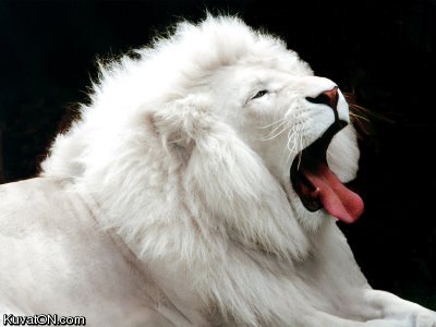 albino_lion.jpg