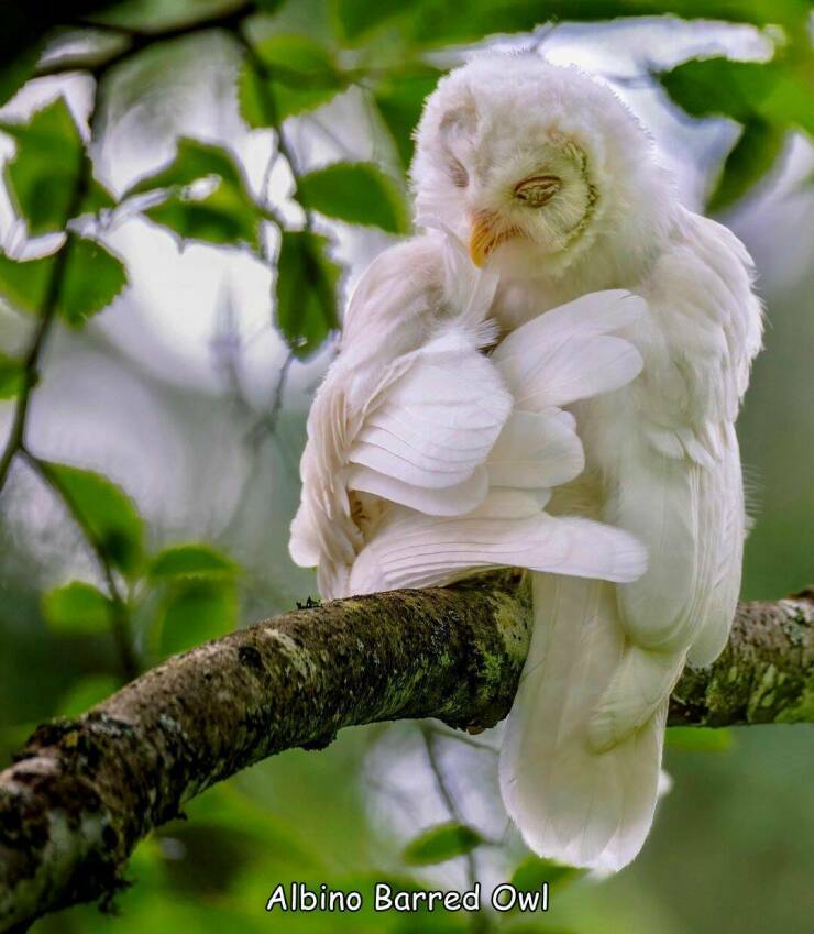 albino_owl.jpg