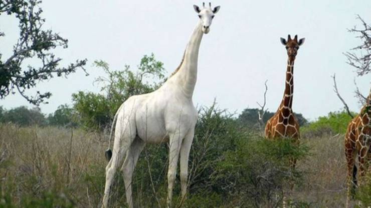albinogiraffe.jpg