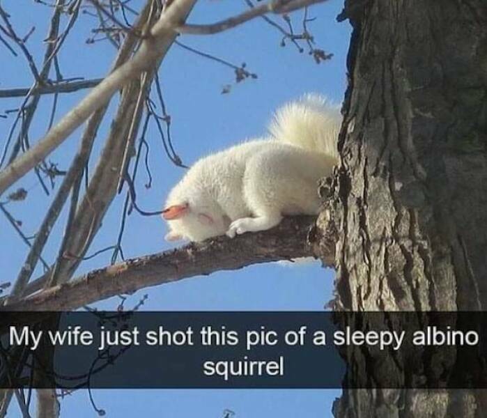 albinosquirrel.jpg