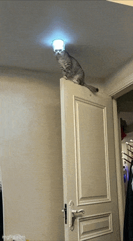 aliencat.gif
