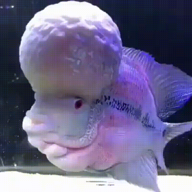 alienfish.gif