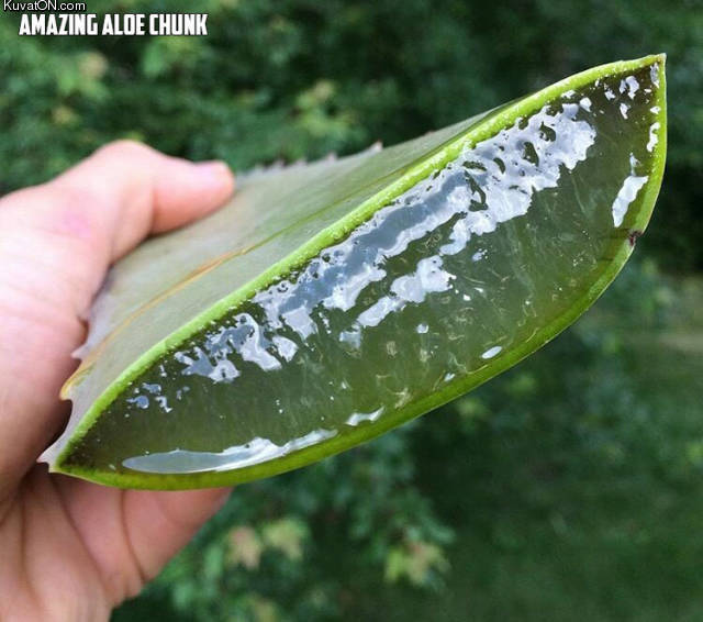 aloechunk.jpg
