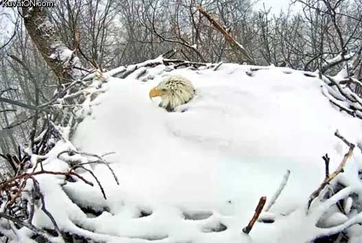 american_bald_eagle_protects_eggs_in_snow_covered_nest.jpg