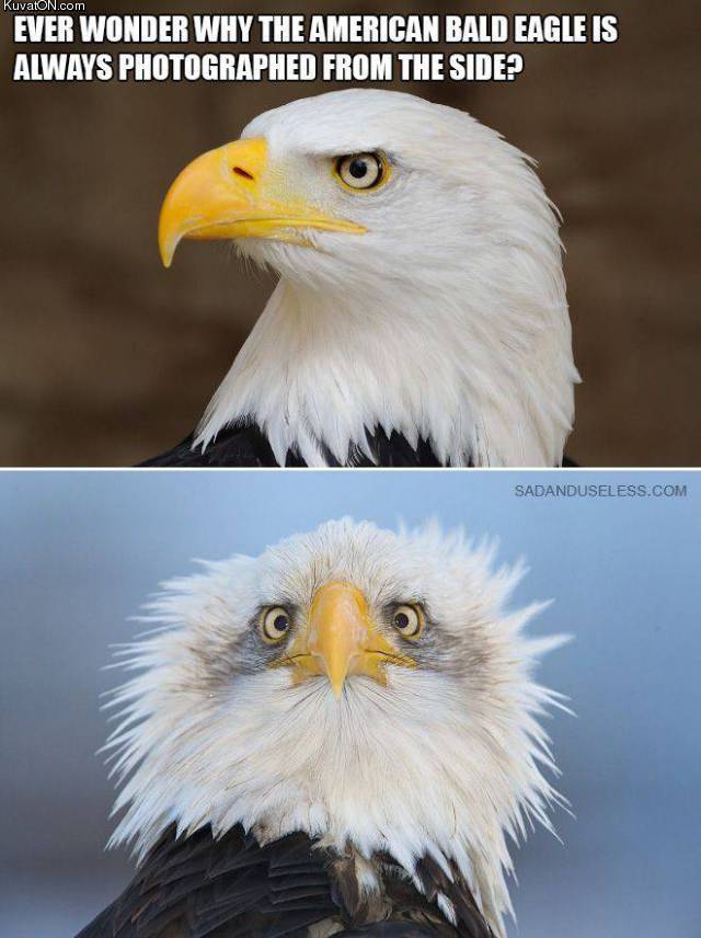 americanbaldeagle.jpg