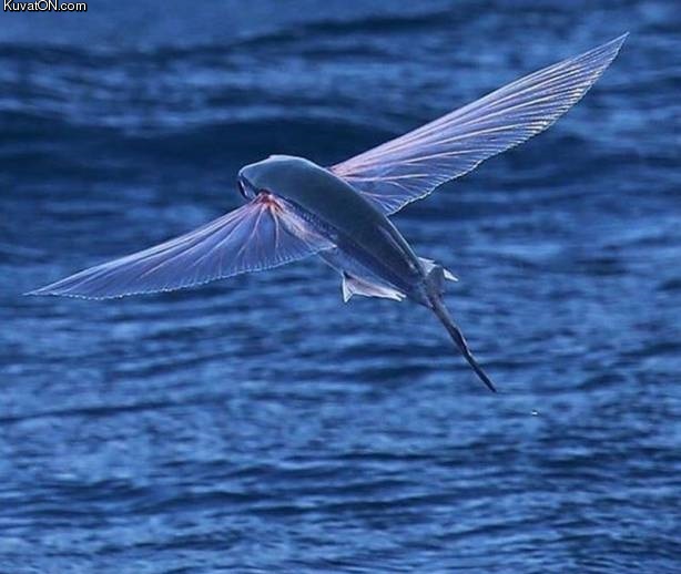 an_awesome_photo_of_a_flying_fish.jpg