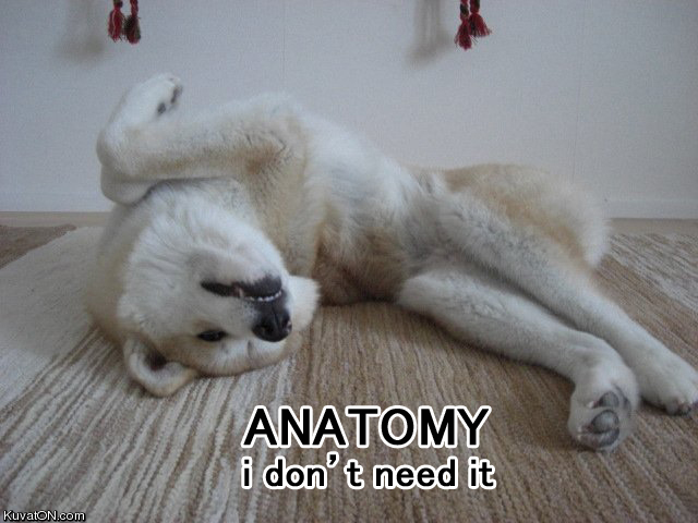 anatomy.jpg