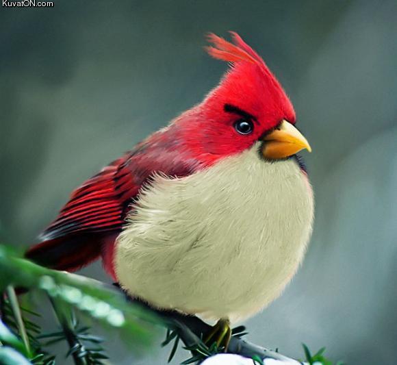 angry_bird3.jpg