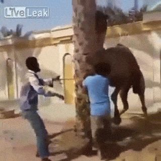 angry_camel.gif