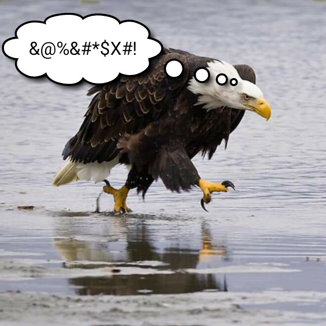 angryeagle.jpg