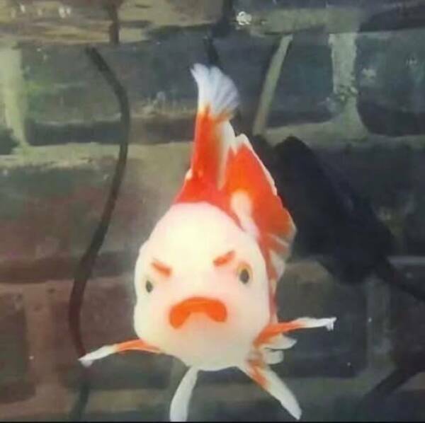 angryfish3.jpg