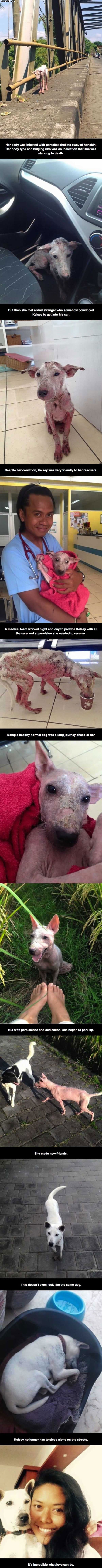 animal_rescues_are_one_of_the_few_good_things_about_people.jpg