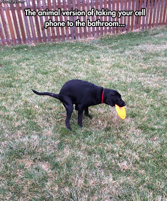 animal_version.jpg