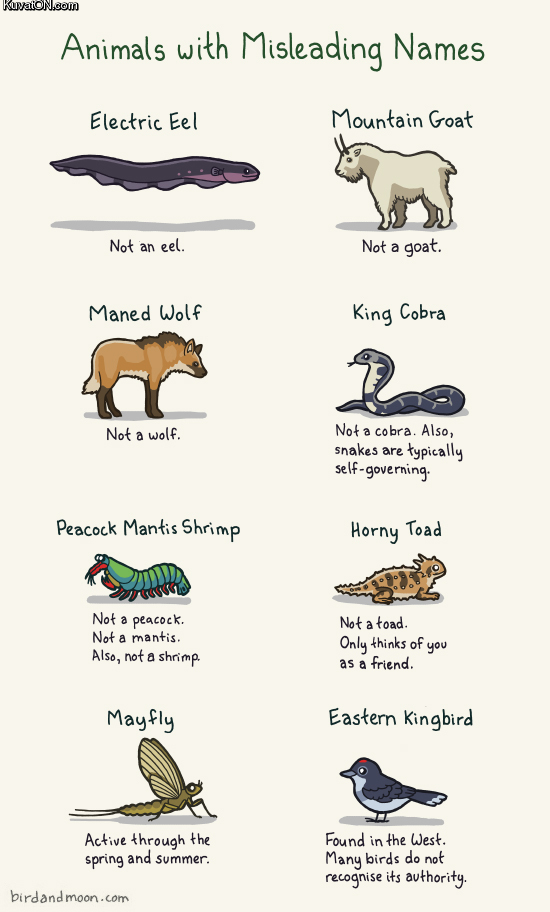 animals_with_misleading_names.jpg