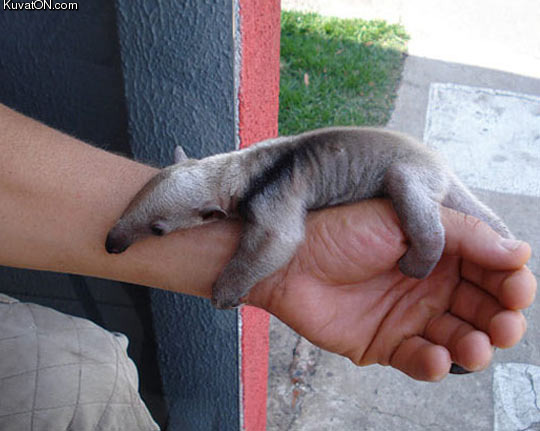 anteater_baby.jpg