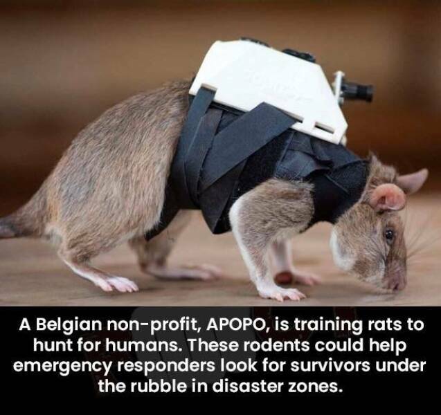 apopo.jpg