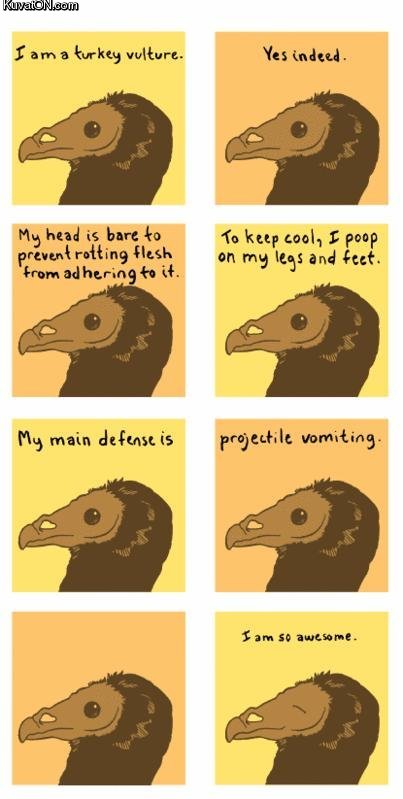 awesome_vulture.jpg