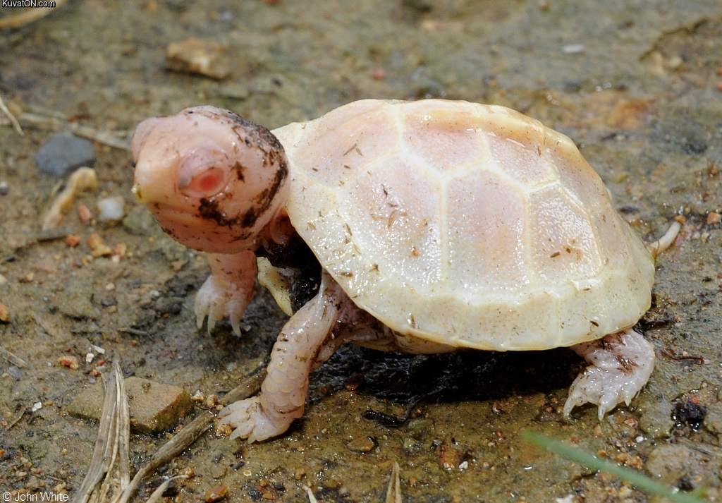 baby_albino_turtle.jpeg