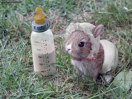 baby_bunny.jpg