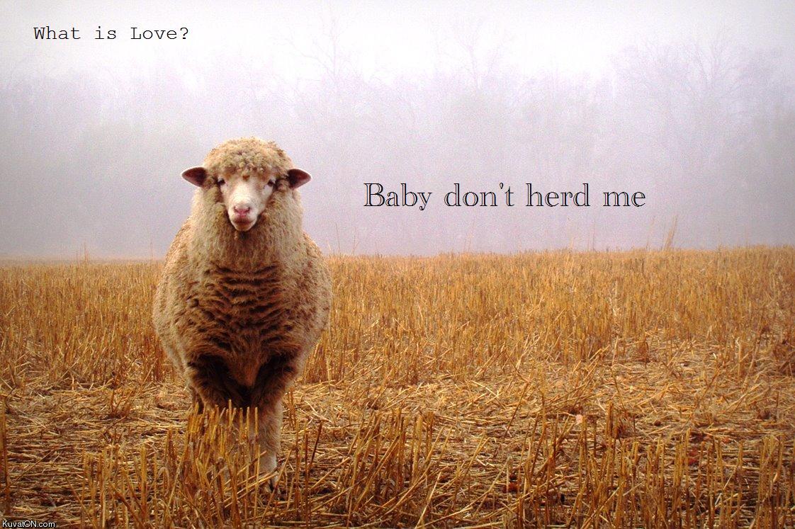 baby_dont_herd_me.jpg