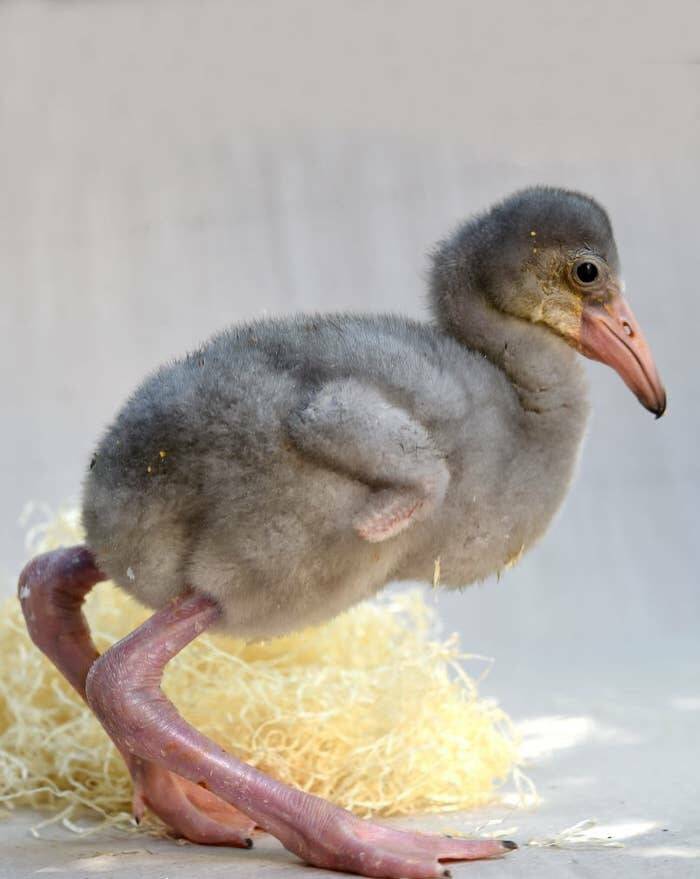 baby_flamingo.jpg
