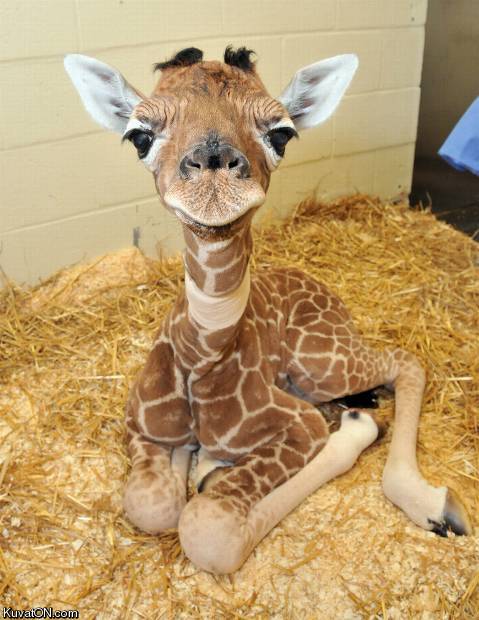 baby_giraffe.jpg