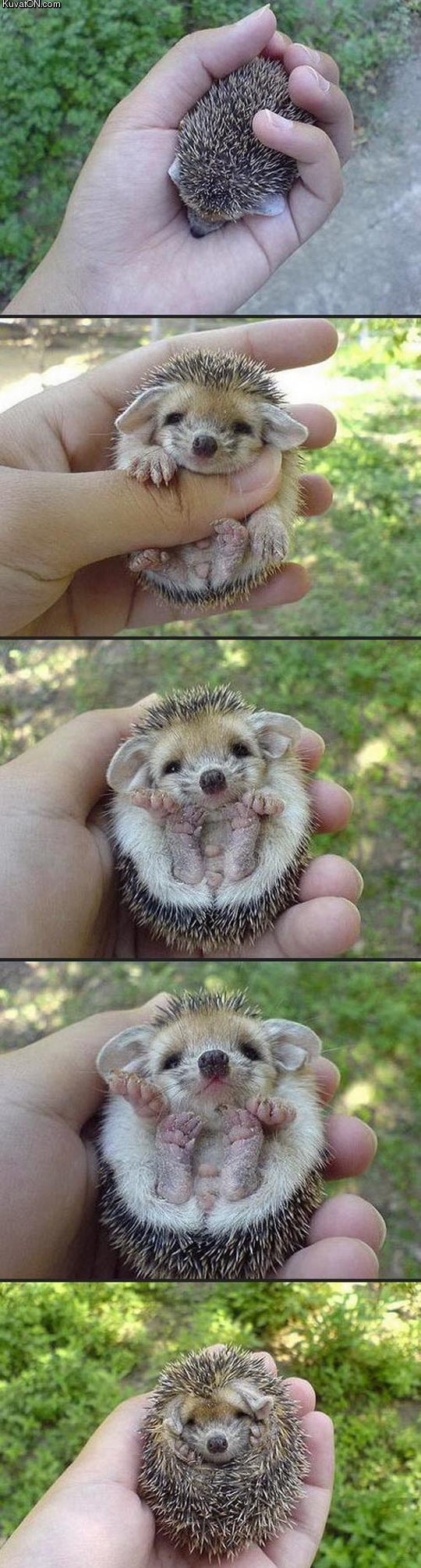 baby_hedgehog.jpg