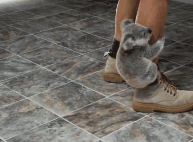 baby_koala.gif