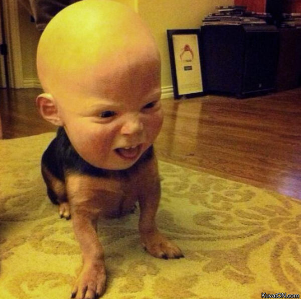 baby_mask_on_a_dog.jpg