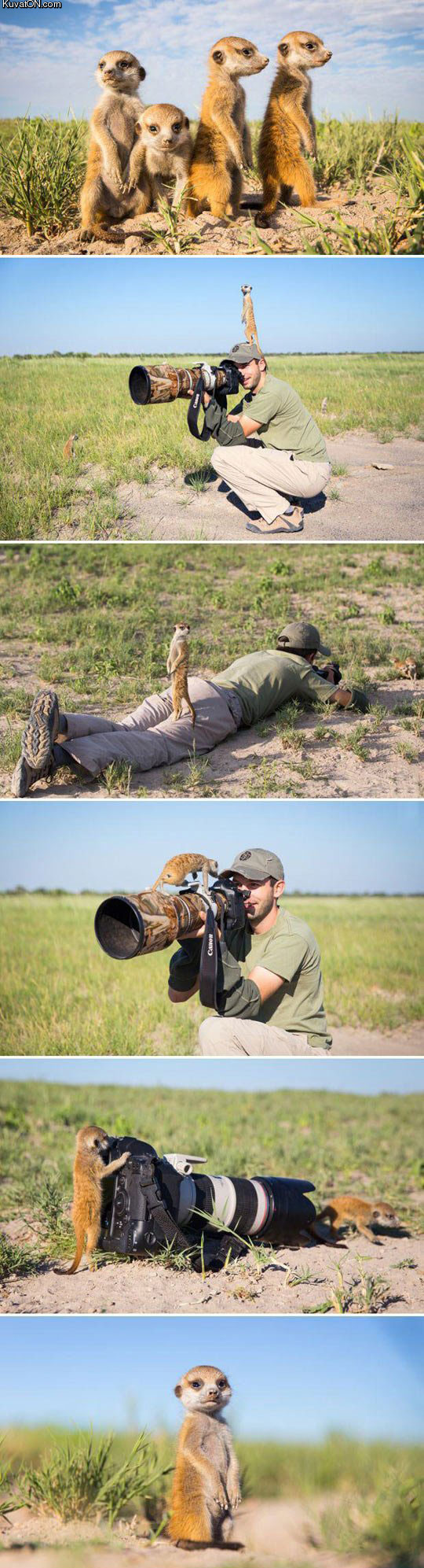 baby_meerkats_playing_with_photographer_in_botswana.jpg
