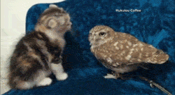 baby_owl_and_a_baby_kitty.gif