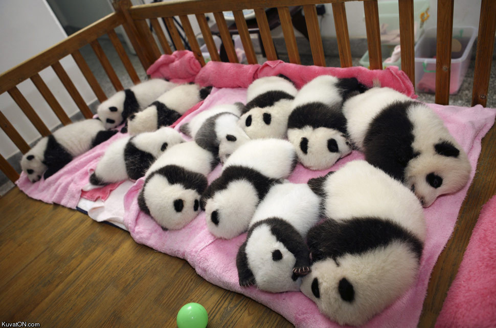 baby_pandas_need_a_nap.jpg