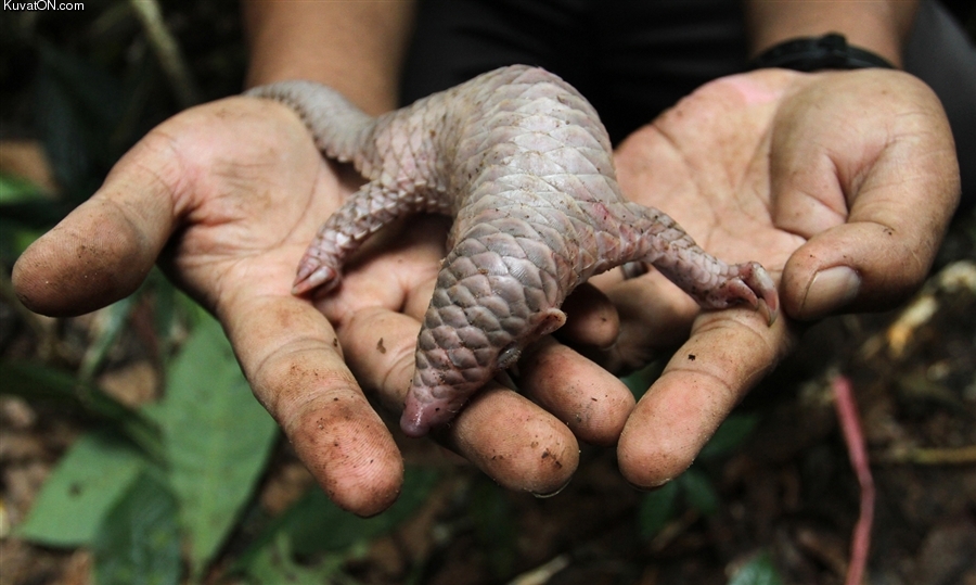 baby_pangolin.jpg