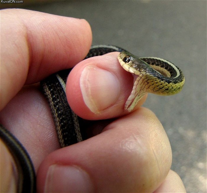 baby_snake.jpg
