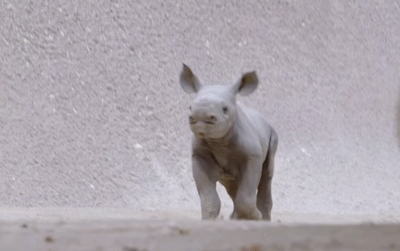 babyrhino.gif