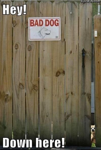 bad_dog.jpg