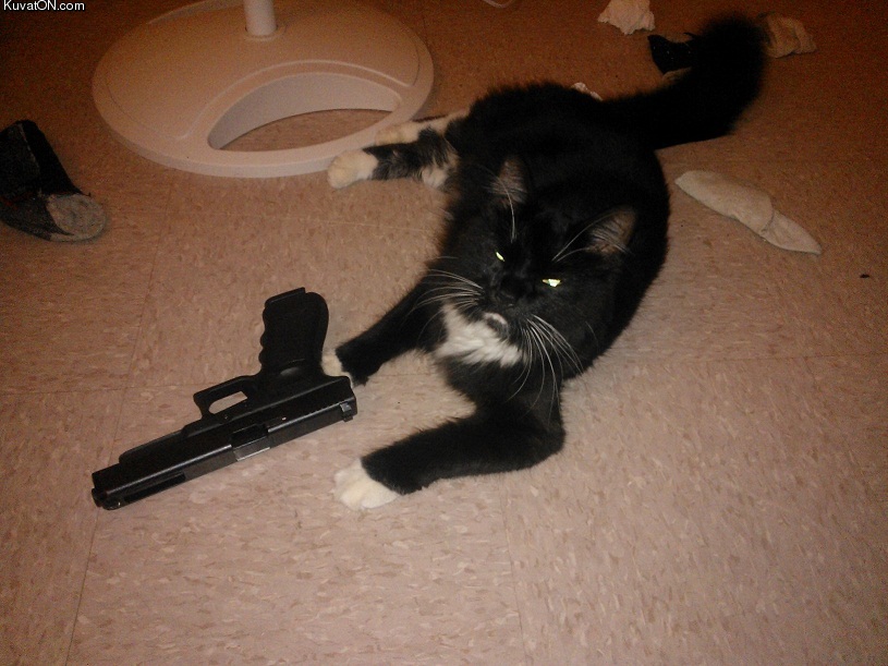 badass_cat2.jpg