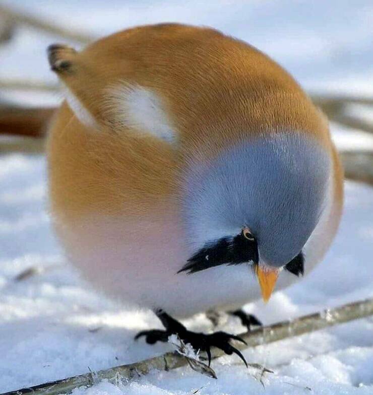 ballbird3.jpg