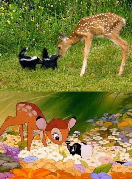 bambi6.jpg